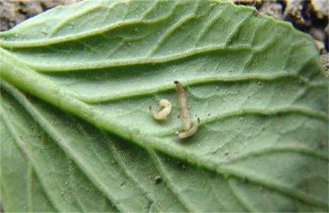 甘蓝种植病虫害的防治方法