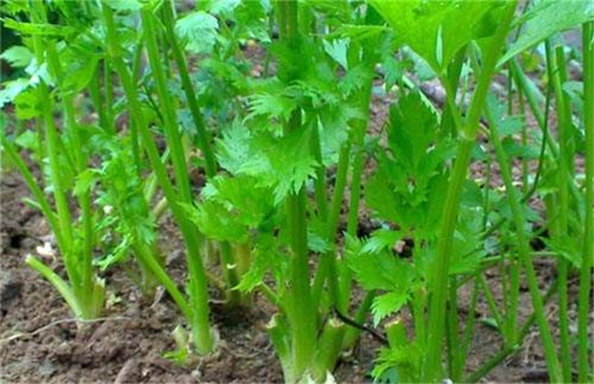 芹菜空心的原因及预防方法