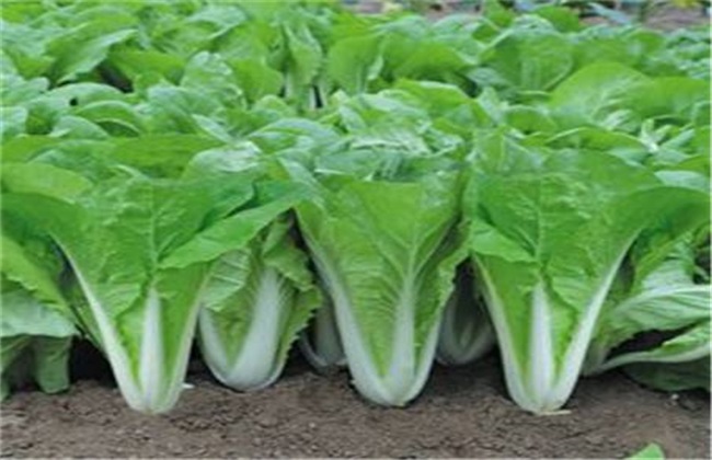 白菜 施肥规律 施肥方法