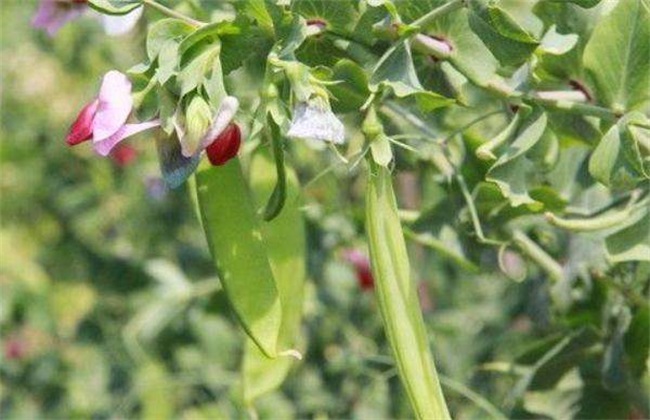 荷兰豆 种植 日常管理