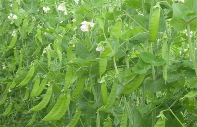 荷兰豆 注意事项 种植