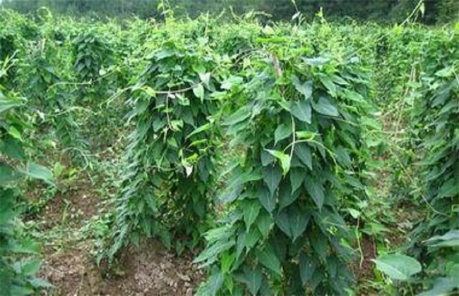 黑豆种植技术