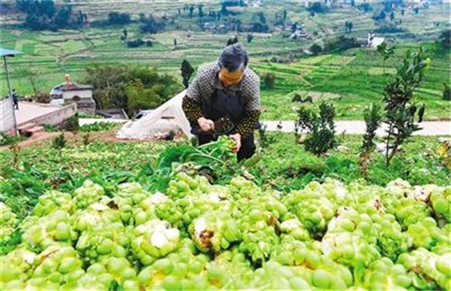 栽培 技术 榨菜