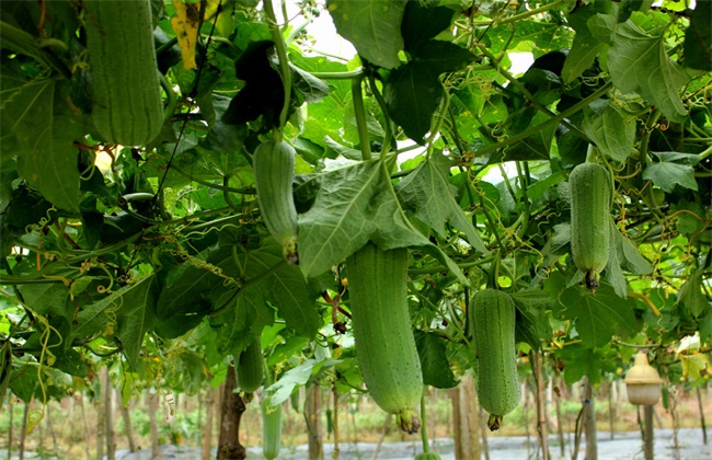 丝瓜 种植 方法