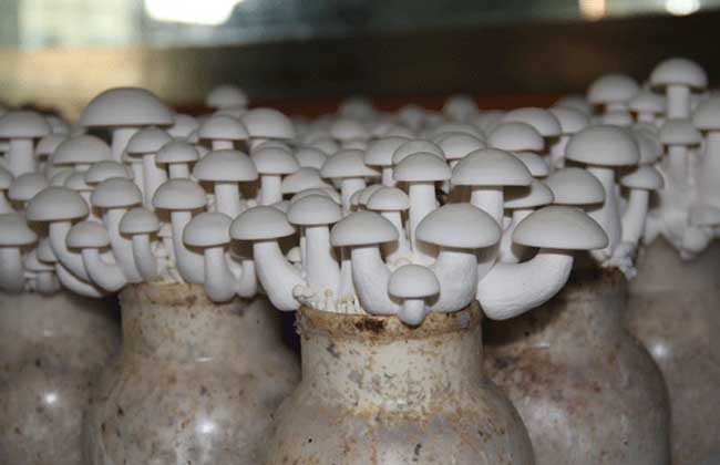 白玉菇种植技术