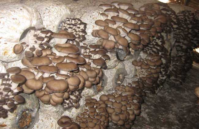 凤尾菇栽培技术