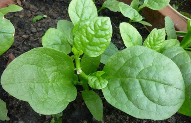 木耳菜什么时候种