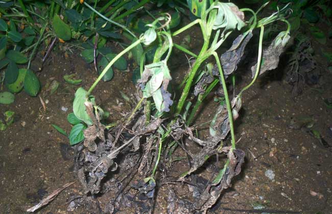 花生茎腐病防治