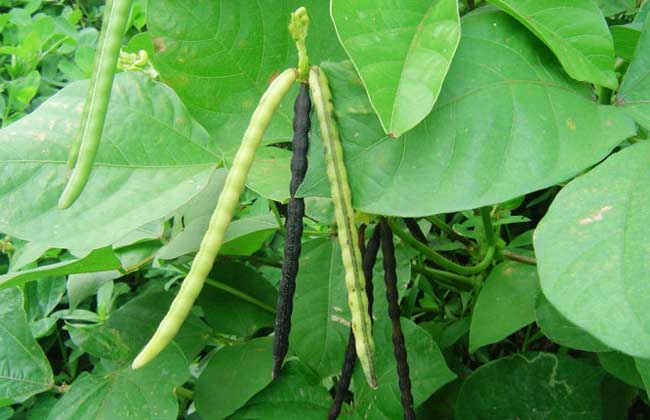 绿豆种植时间