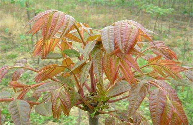 香椿种植技术