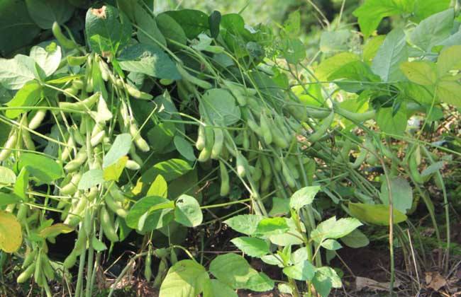 黑豆种植技术