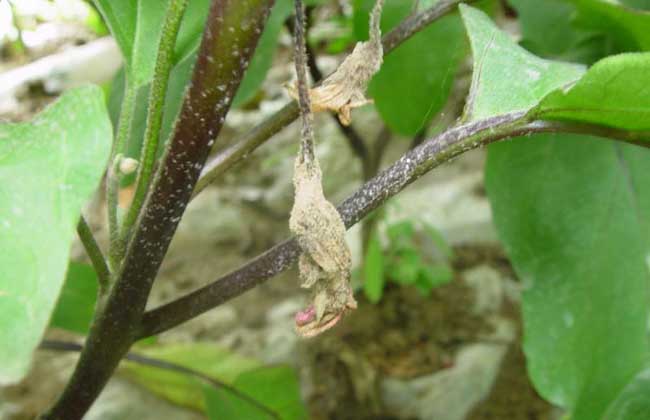茄子菌核病的防治方法