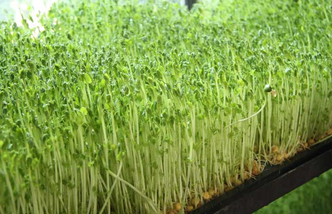 豌豆苗的种植方法