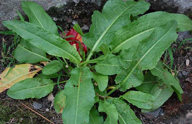 野菠菜是什么植物?