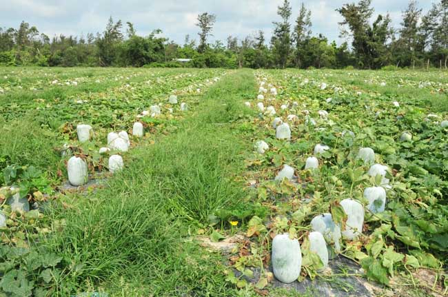 冬瓜种植技术