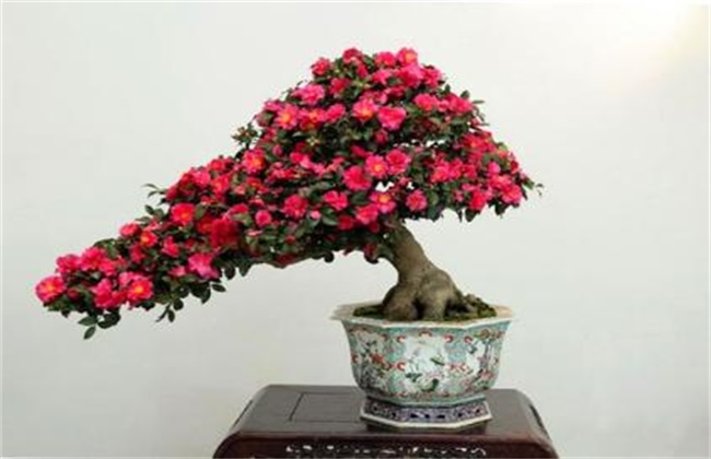 杜鹃花的养殖方法和注意事项