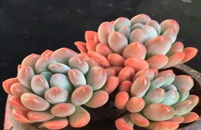 多肉植物