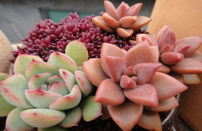 多肉植物