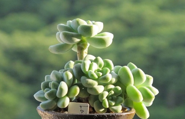 多肉植物