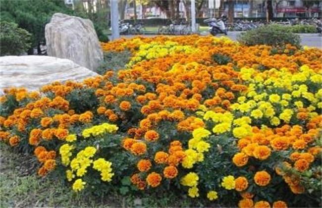 孔雀草