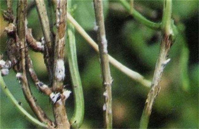 茵核病