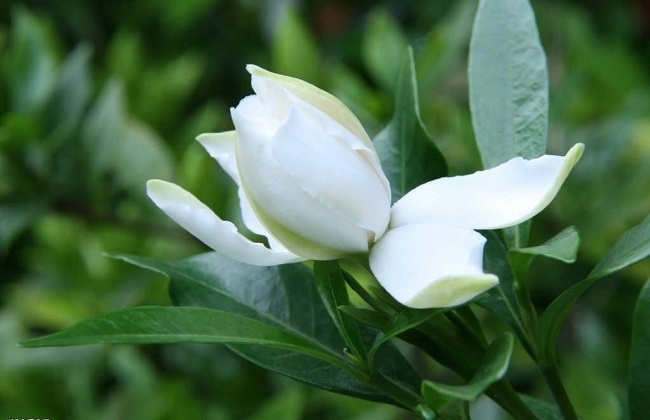 栀子花