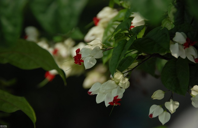 龙吐珠