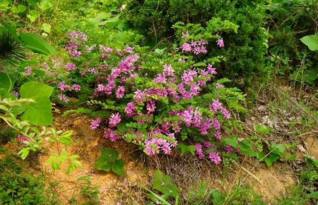 花木蓝