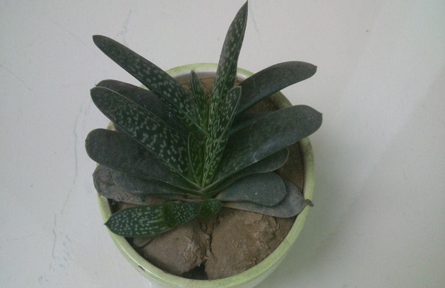 子宝