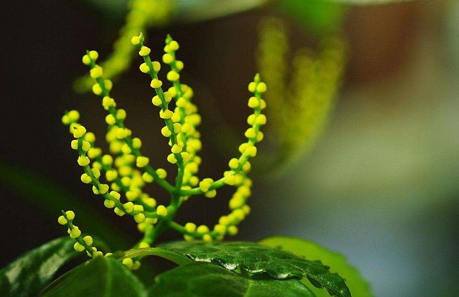珠兰花