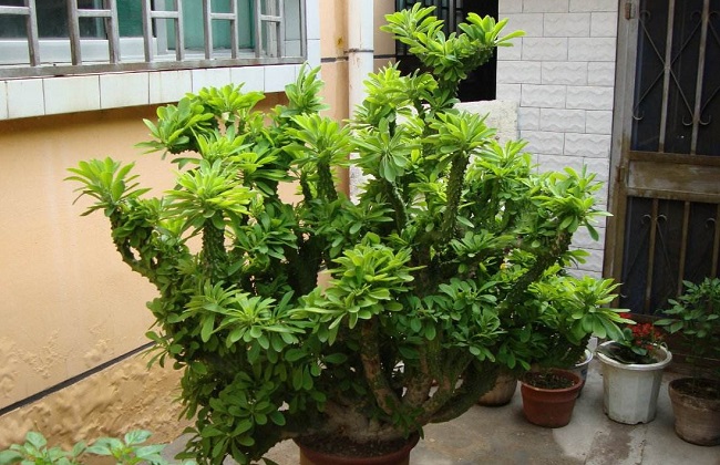 麒麟掌