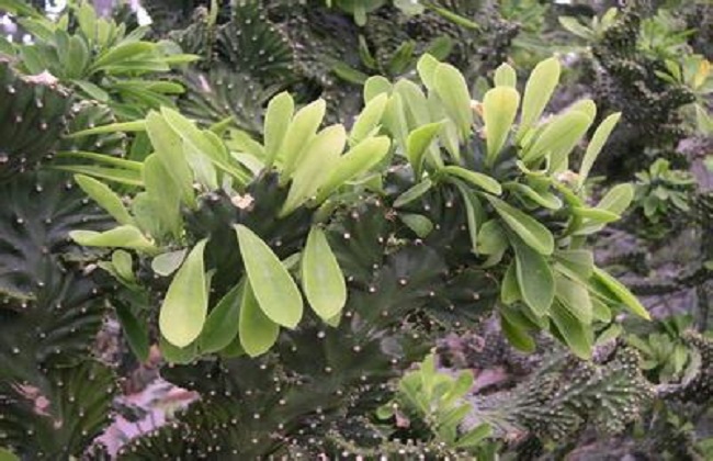 麒麟掌
