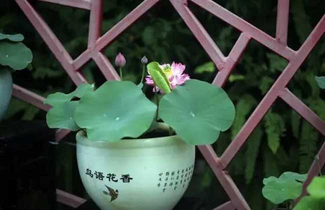 碗莲