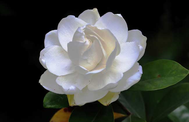 孕妇可以闻栀子花吗