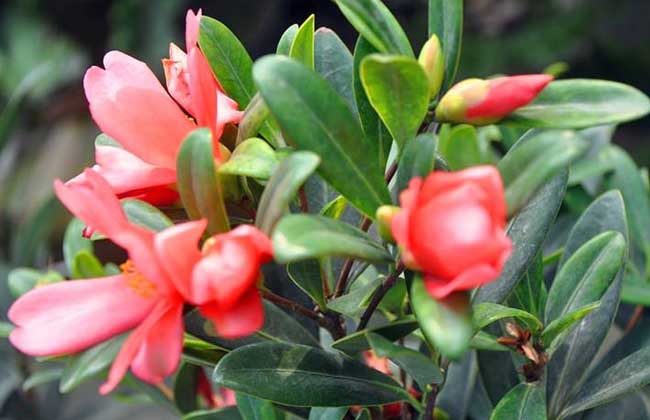 四季茶花