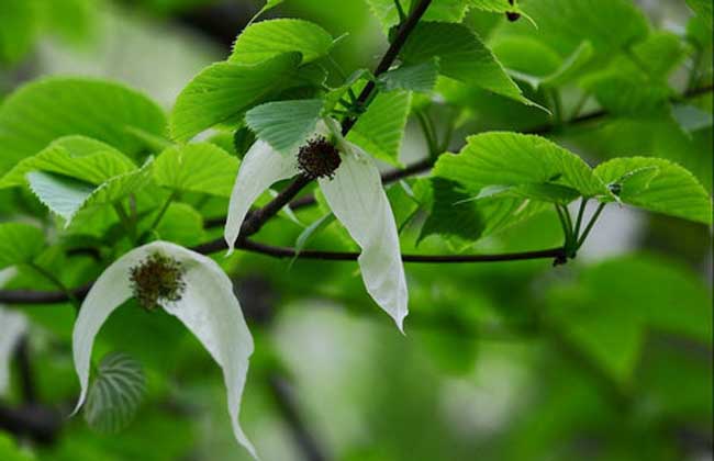 珙桐花什么时候开