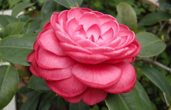 盆栽茶花怎么养才好?