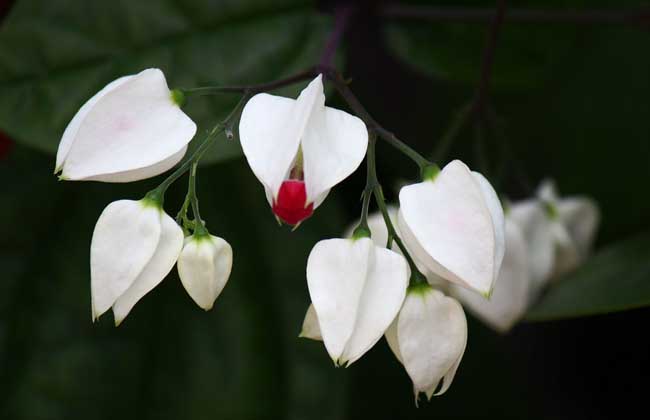 龙吐珠花怎么养才好?