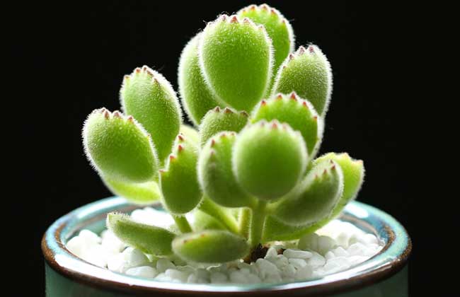 熊童子怎么养殖好?