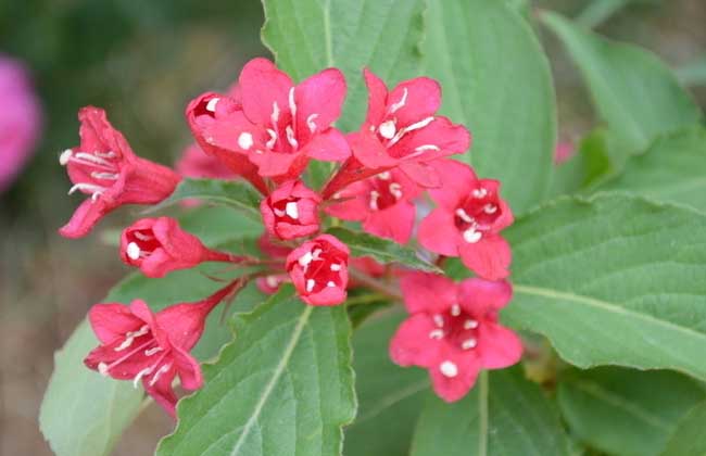 锦带花的养殖方法