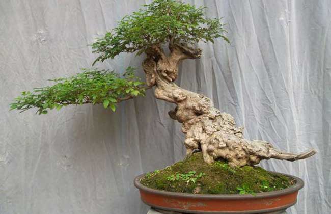 黄荆盆景