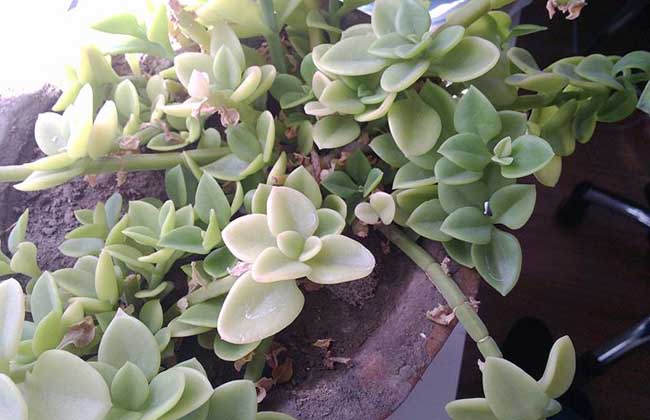 厚脸皮植物怎么养