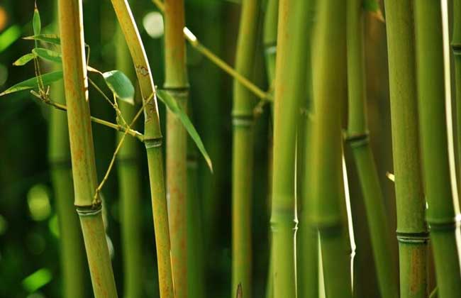 竹子的精神品质