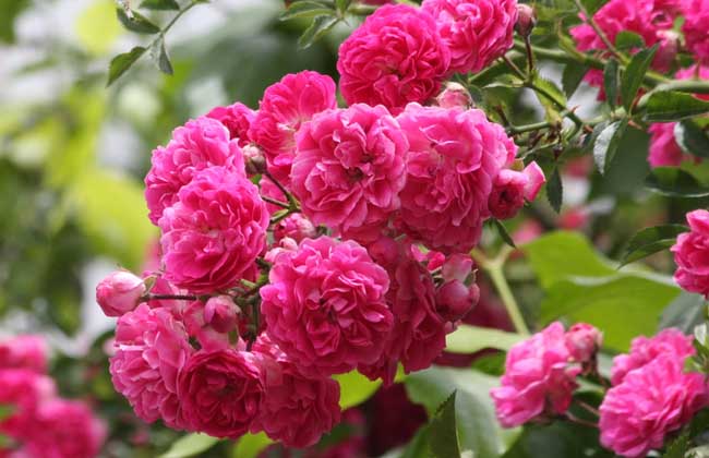 蔷薇花养殖方法和注意事项