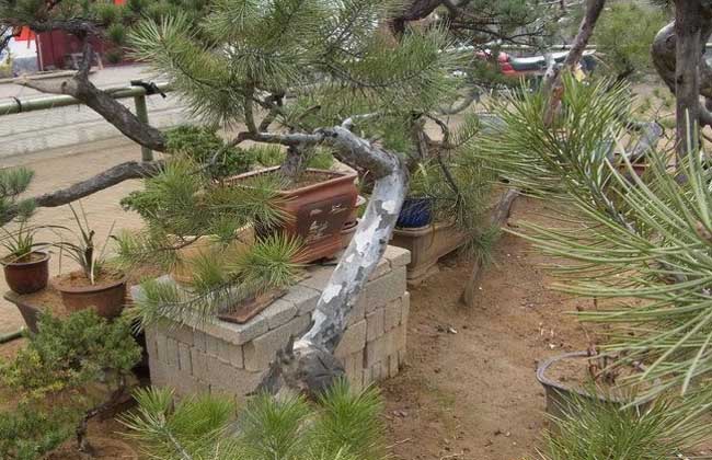白皮松盆景怎么养