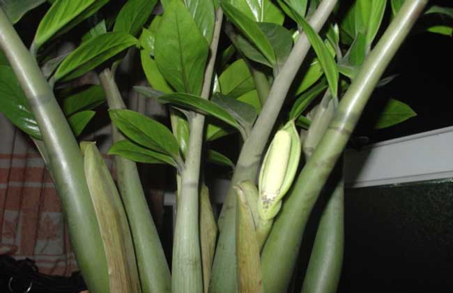 金钱树开花吗