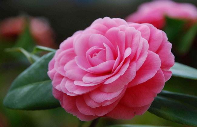 茶花花期管理