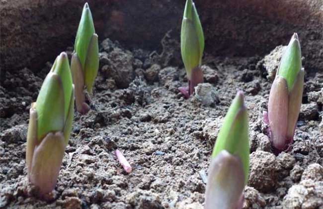 百合种球怎么种植?