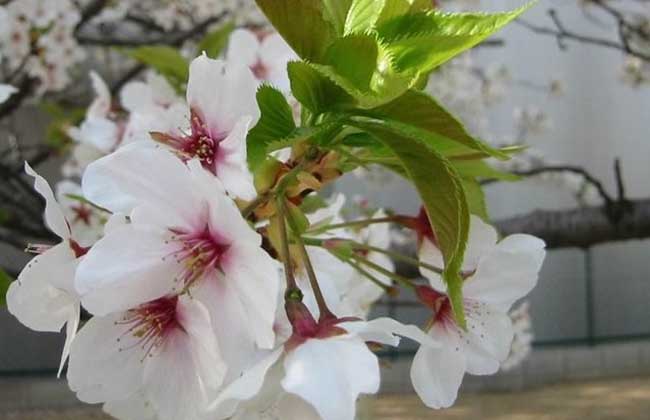 盆栽樱花怎么养?