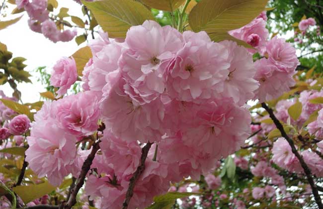 樱花树掉叶子怎么办?